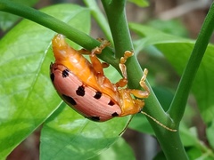 Podontia quatuordecimpunctata