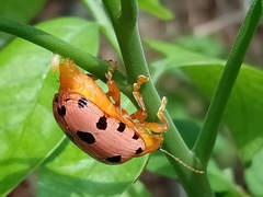 Podontia quatuordecimpunctata