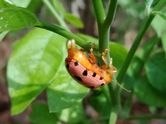 Podontia quatuordecimpunctata