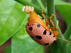 Podontia quatuordecimpunctata