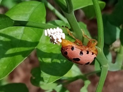 Podontia quatuordecimpunctata