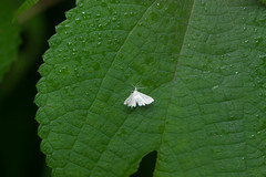 Musotiminae