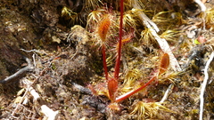 Drosera stenopetala