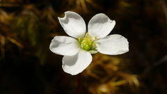 Drosera stenopetala