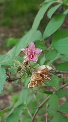 Weigela subsessilis