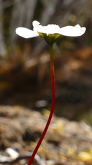 Drosera stenopetala