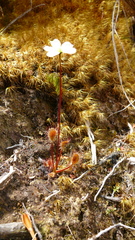 Drosera stenopetala