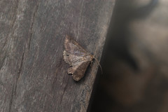 Hypersypnoides submarginata