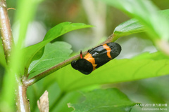 Cosmoscarta abdominalis
