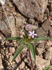 Collomia tinctoria