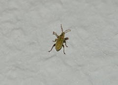 Phyllobius argentatus