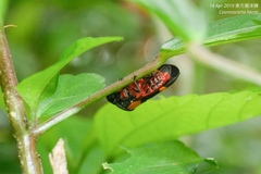 Cosmoscarta abdominalis