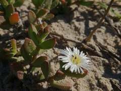 Delosperma patersoniae