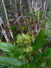 Gaertnera obovata sphaerocarpa