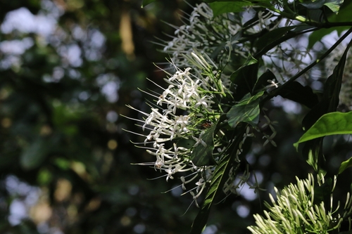 Pavetta hongkongensis, photograph 6