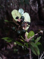 Melicope madagascariensis image