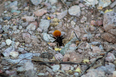 Dasymutilla magnifica