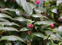 Cestrum elegans
