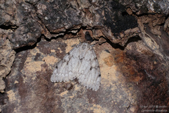 Lymantria dissoluta