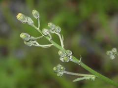 Crepis vesicaria taraxacifolia