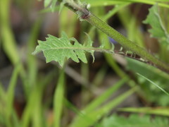 Crepis vesicaria taraxacifolia