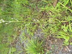 Crepis vesicaria taraxacifolia