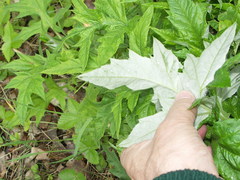 Echinops bannaticus
