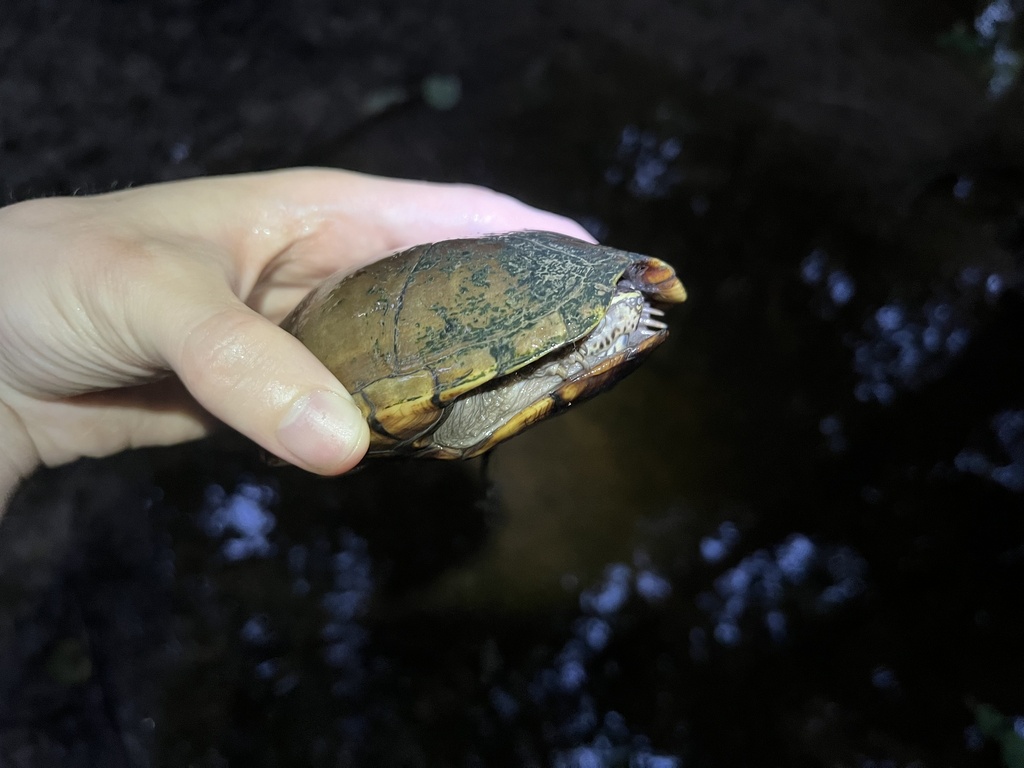 Striped Mud Turtle in May 2024 by Matthew. Lifer! · iNaturalist