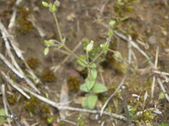 Cerastium brachypetalum