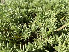 Helichrysum asperum comosum
