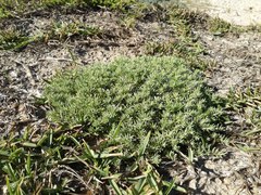 Helichrysum asperum comosum