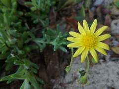 Crassothonna capensis