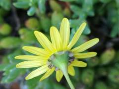 Crassothonna capensis