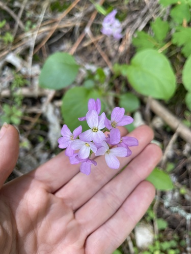 Oregon rockcress (Arabis oregana)