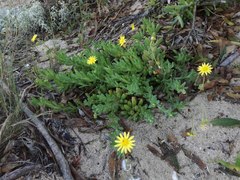 Crassothonna capensis