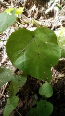 Dendrocnide moroides