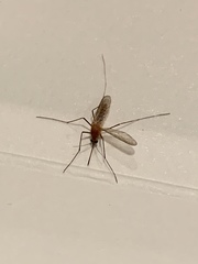 Diptera