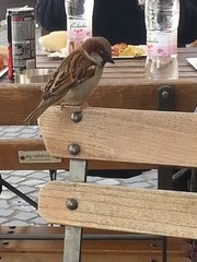 Passer domesticus