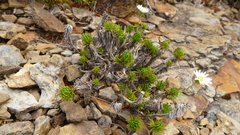 Celmisia lateralis lateralis