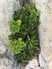 Knowltonia vesicatoria