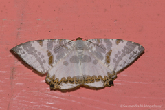 Dalima metachromata