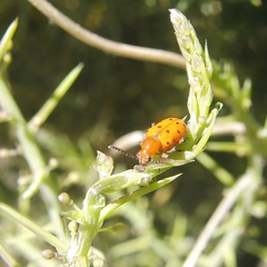 Crioceris duodecimpunctata