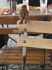 Passer domesticus