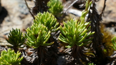 Celmisia lateralis lateralis