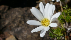 Celmisia lateralis lateralis