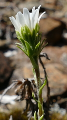 Celmisia lateralis lateralis