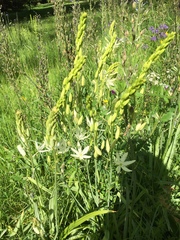 Camassia quamash quamash