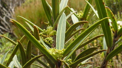 Pseudopanax linearis