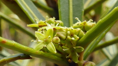 Pseudopanax linearis