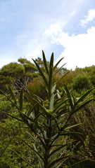 Pseudopanax linearis